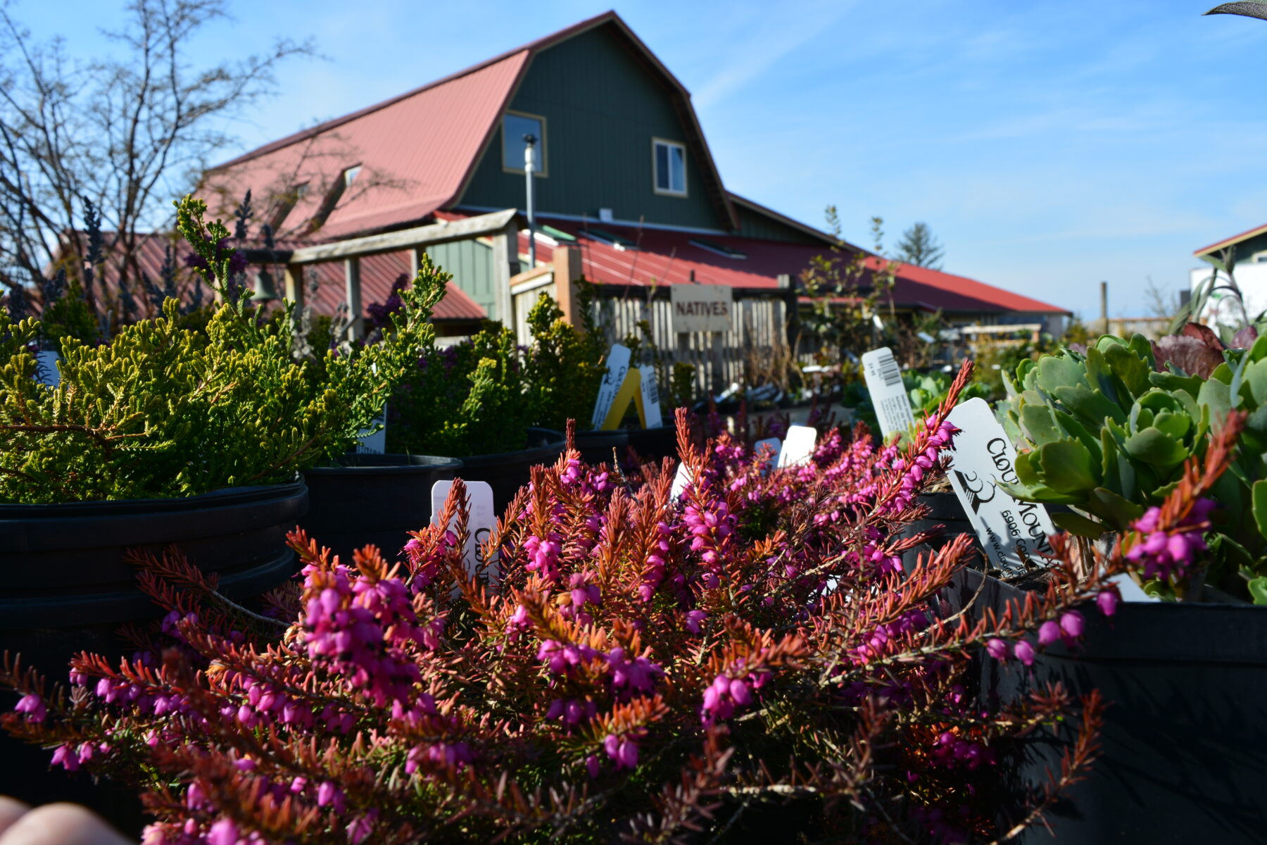 heather and farm plants at cloud mountain farm center