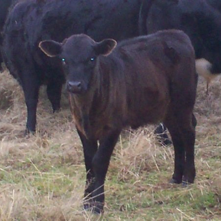 This calf knows what you've been up to