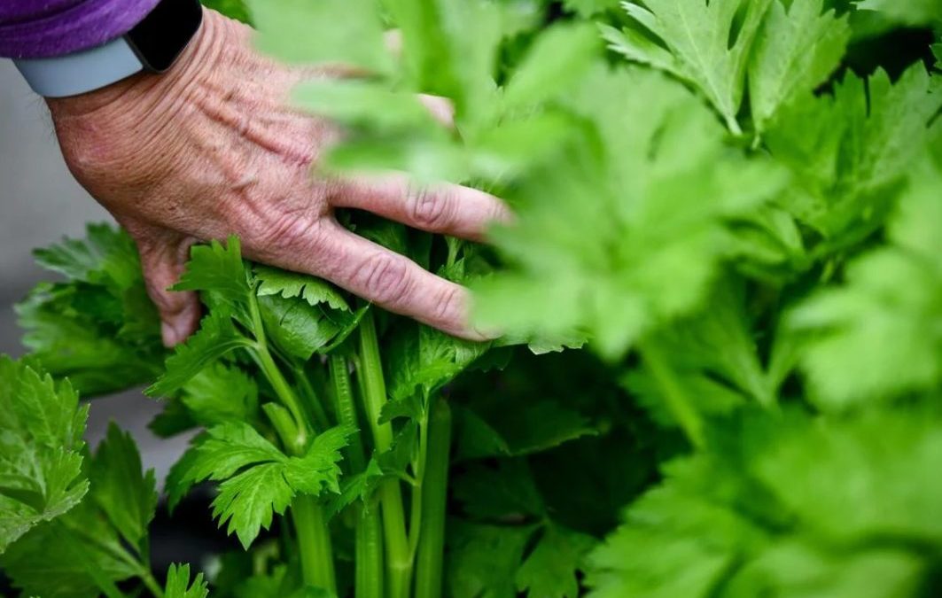 Fresh from the farm: Local food trails highlight homegrown food – Lynden Tribune