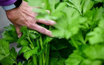 Fresh from the farm: Local food trails highlight homegrown food – Lynden Tribune