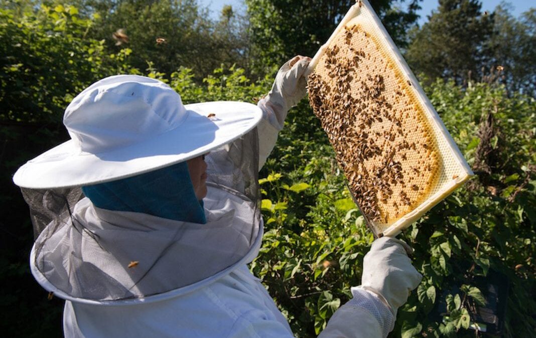 Cultivating Community with Marisa Papetti, Honeybee Wrangler