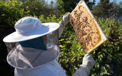 Cultivating Community with Marisa Papetti, Honeybee Wrangler