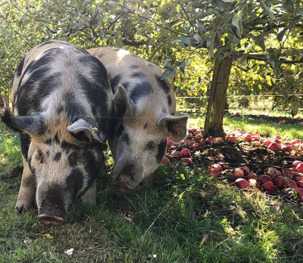 Alluvial Farm Pigs in Orchard
