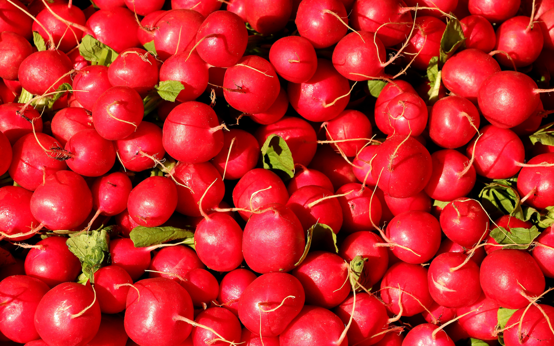 radishes-header