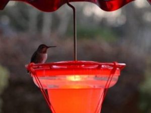 A hummingbird sits on a hummingbird feeder and heater from Wild Bird Chalet.
